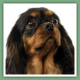 Cavalier King Charles - Chiens