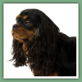 Cavalier King Charles - Chiens