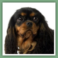 Cavalier King Charles - Chiens