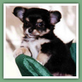Chiots Chihuahua - Chiens
