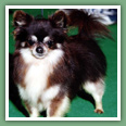 Chihuahua - Pr&eacute;sentation de la race