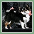 Chihuahua - Standard de la race