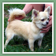 Bonsa&iuml; du C&egrave;dre Enchant&eacute; - Chihuahua
