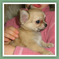 Bonsa&iuml; du C&egrave;dre Enchant&eacute; - Chihuahua