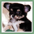 Chihuahua - Chiens