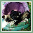 Chihuahua - Chiens