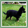 Chihuahua - Chiens