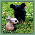 Chihuahua - Chiens
