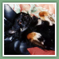Chihuahua - Chiens