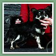 Chihuahua - Chiens