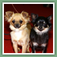 Chihuahua - Chiens