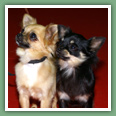 Chihuahua - Chiens