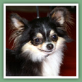 Chihuahua - Chiens