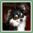 Chihuahua - Chiens