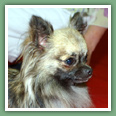 Chihuahua - Chiens
