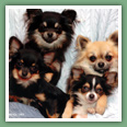 Chihuahua - Chiens