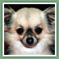 Chihuahua - Chiens