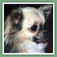 Chihuahua - Chiens