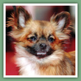 Chihuahua - Chiens