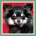 Chihuahua - Chiens
