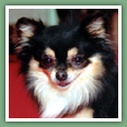 Chihuahua - Chiens
