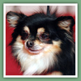 Chihuahua - Chiens