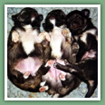 Chihuahua - Chiens