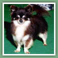 Chihuahua - Chiens