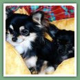 Chihuahua - Chiens
