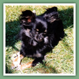 Chihuahua - Chiens