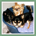 Chihuahua - Chiens