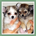 Chihuahua - Chiens