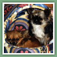 Chihuahua - Chiens