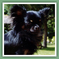 Chihuahua - Chiens