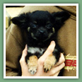Chihuahua - Chiens