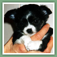 Chihuahua - Chiens