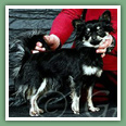 Chihuahua - Chiens