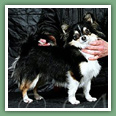 Chihuahua - Chiens