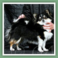 Chihuahua - Chiens