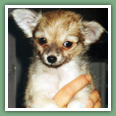 Chihuahua - Chiens