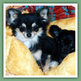 Chihuahua - Chiens