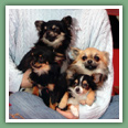 Chihuahua - Chiens
