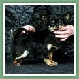 Chihuahua - Chiens