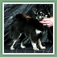 Chihuahua - Chiens