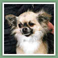 Chihuahua - Chiens