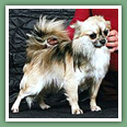 Chihuahua - Chiens