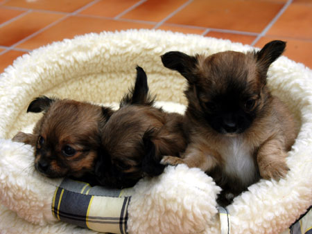 Chihuahua