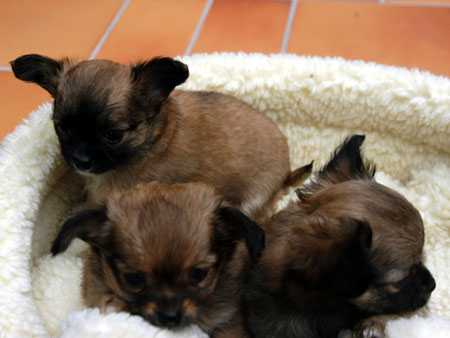 Chihuahua