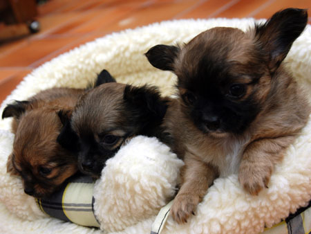Chihuahua
