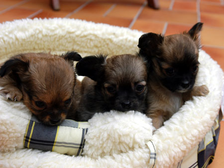 Chihuahua